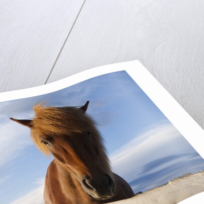 Icelandic Horses by Anonymous