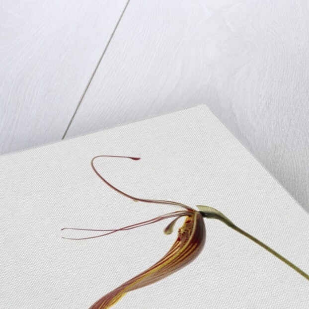 Striped orchid by Anonymous