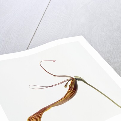 Striped orchid by Anonymous