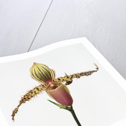 Colorful Orchid by Anonymous