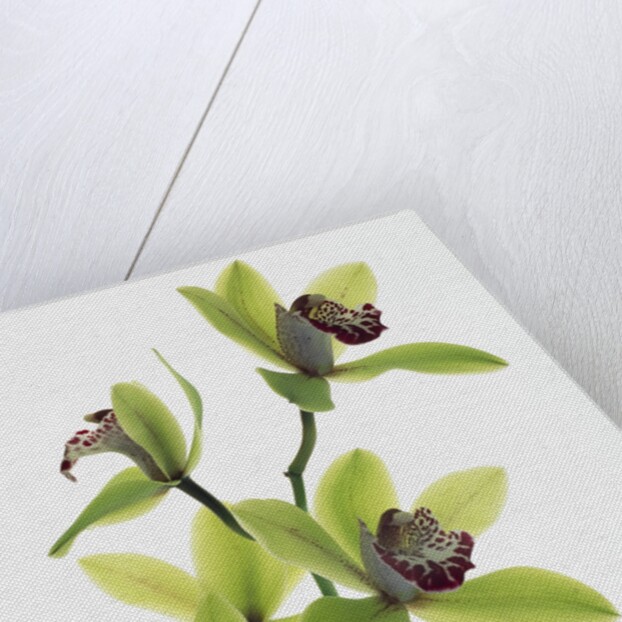 Green Orchid by Anonymous