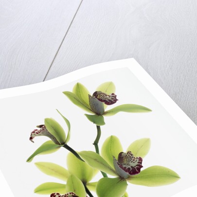 Green Orchid by Anonymous