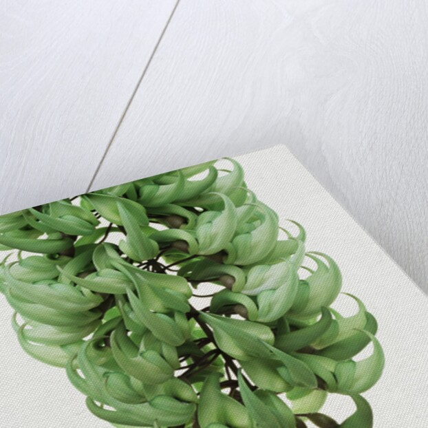 Flowers of a jade vine by Anonymous