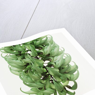 Flowers of a jade vine by Anonymous