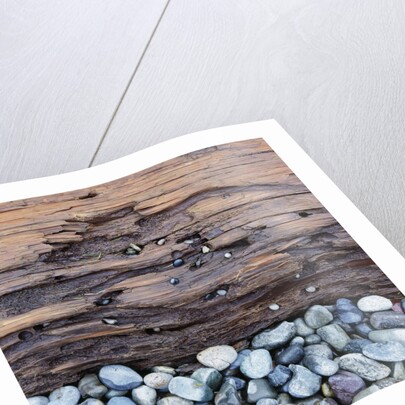Pebbles in front of Tree Trunk by Anonymous