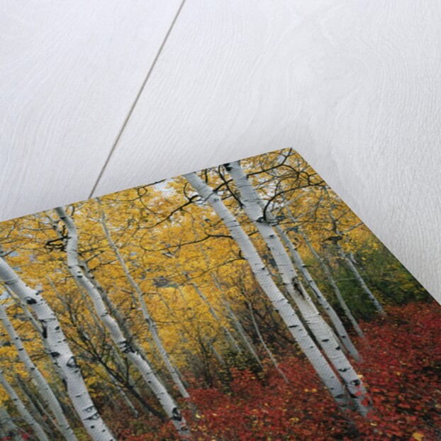 Aspen in autumn at Uinta National Forest by Anonymous