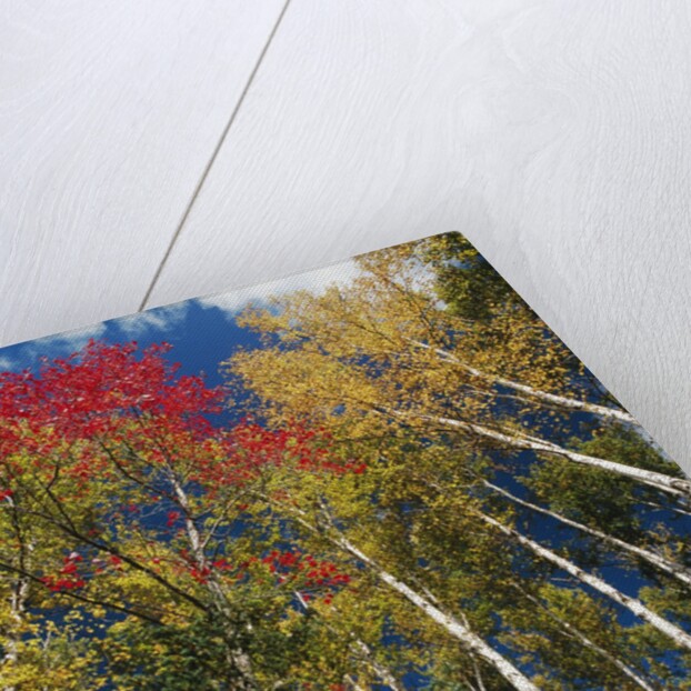 Colorful trees in autumn at Acadia National Park by Anonymous