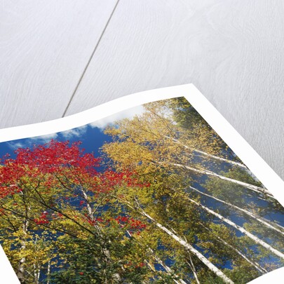 Colorful trees in autumn at Acadia National Park by Anonymous