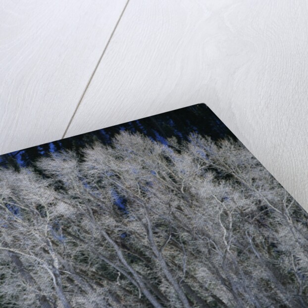 Cottonwood trees in winter by Anonymous