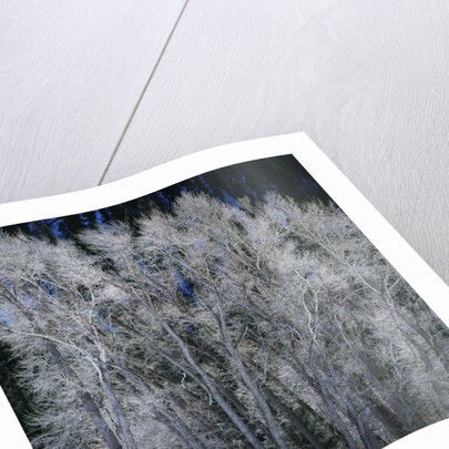Cottonwood trees in winter by Anonymous