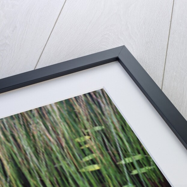 Reed and Water Lillies in Pond, Arcadia National Park, Maine by Anonymous