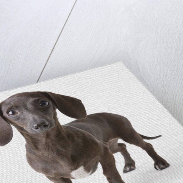 Dachshund puppy by Anonymous