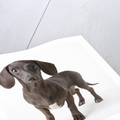 Dachshund puppy by Anonymous