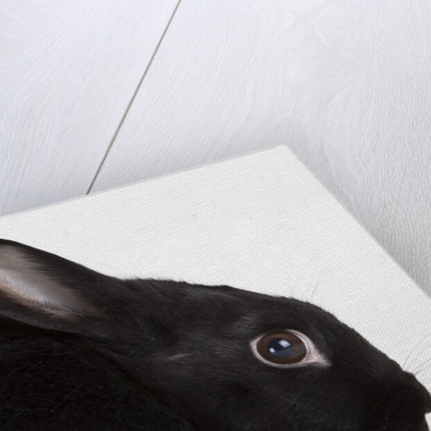 Black rabbit by Anonymous