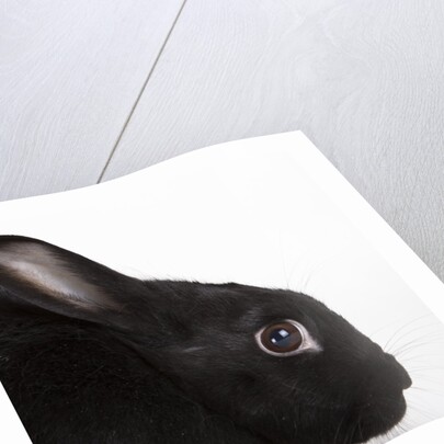 Black rabbit by Anonymous