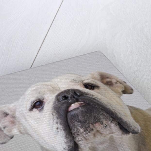 Bulldog by Anonymous