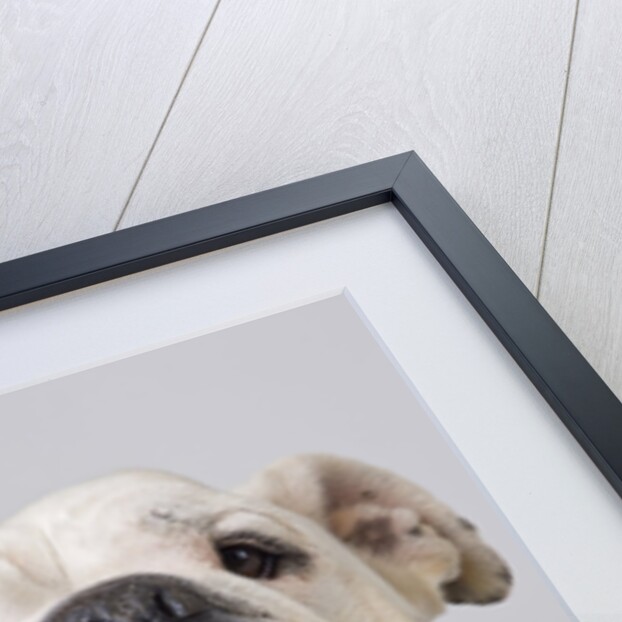 Bulldog by Anonymous