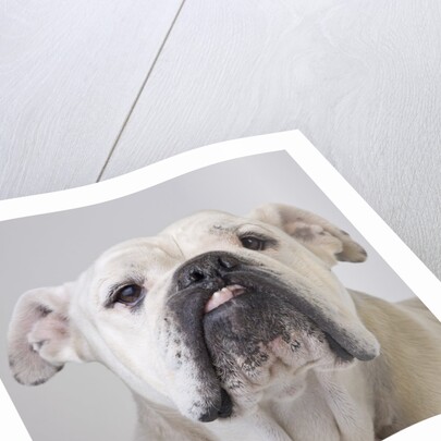 Bulldog by Anonymous