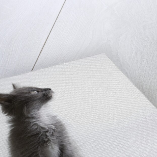 Gray kitten by Anonymous