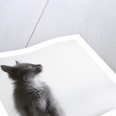 Gray kitten by Anonymous