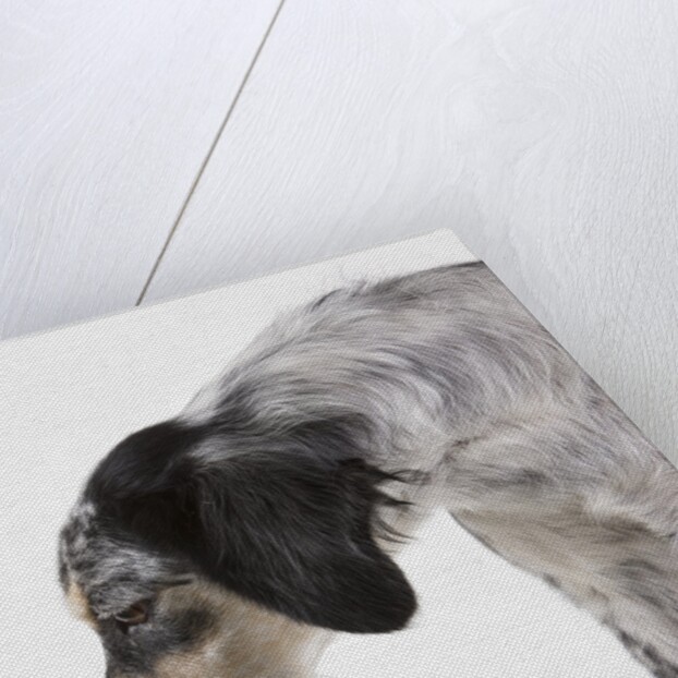 English setter by Anonymous