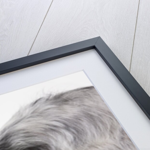 English setter by Anonymous