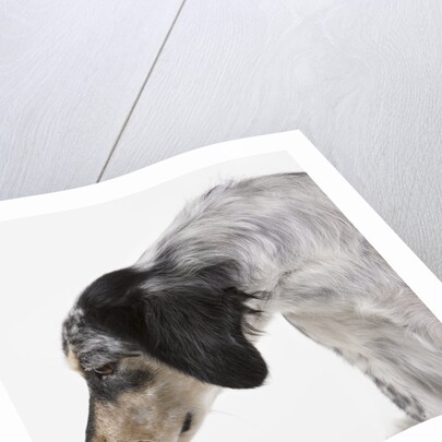 English setter by Anonymous