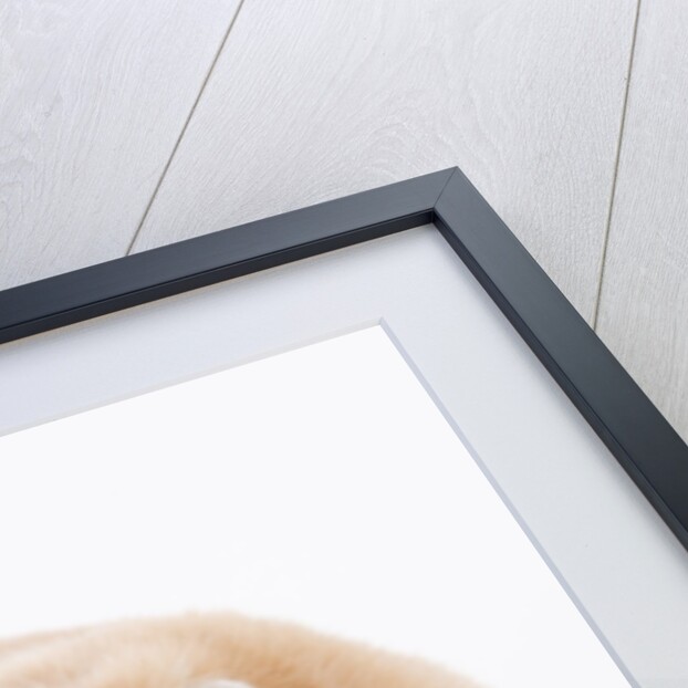 Hamster by Anonymous