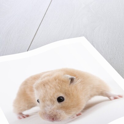 Hamster by Anonymous