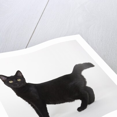 Black cat by Anonymous
