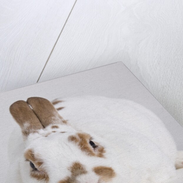 White and tan rabbit by Anonymous