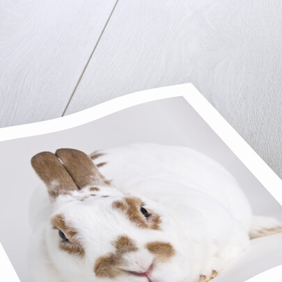 White and tan rabbit by Anonymous