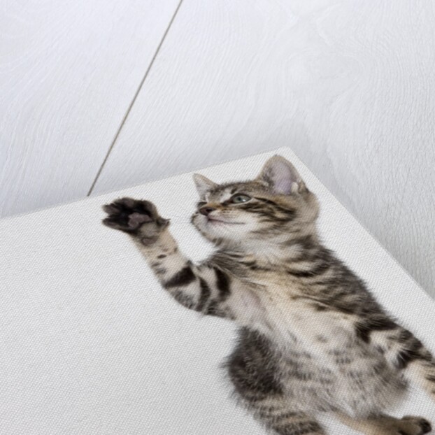 Kitten pawing at air by Anonymous