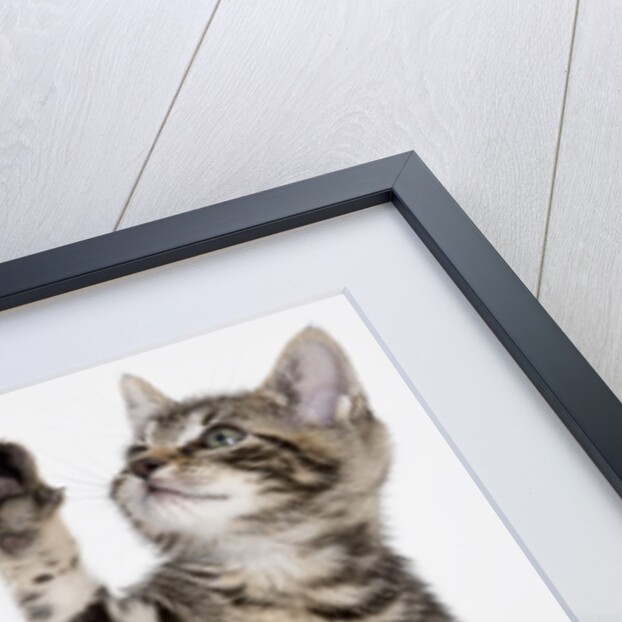 Kitten pawing at air by Anonymous