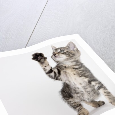 Kitten pawing at air by Anonymous