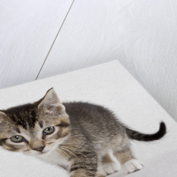 Tabby kitten by Anonymous