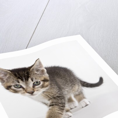 Tabby kitten by Anonymous