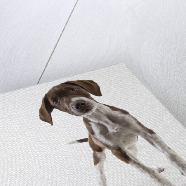 German shorthaired pointer puppy by Anonymous
