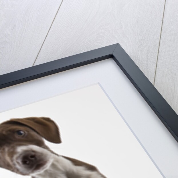 German shorthaired pointer puppy by Anonymous