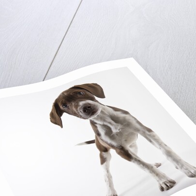 German shorthaired pointer puppy by Anonymous