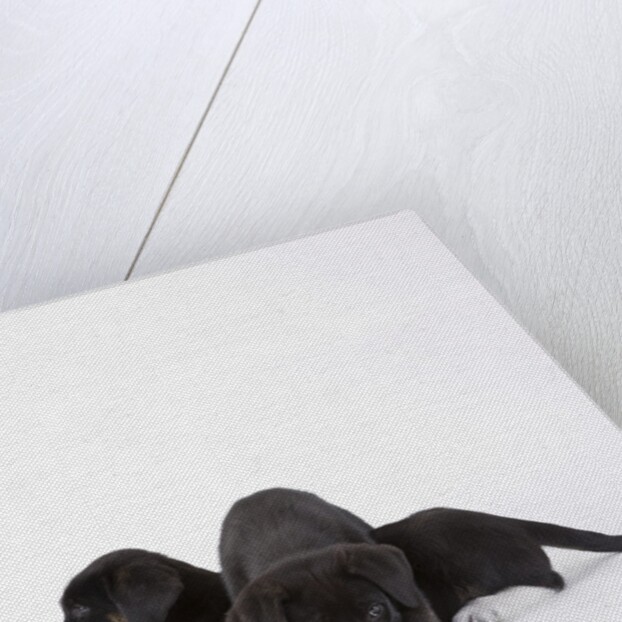 Puppies lying on one another by Anonymous