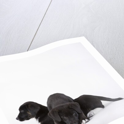 Puppies lying on one another by Anonymous