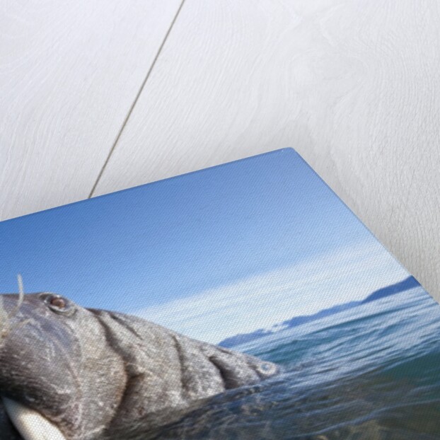Walrus swimming by Anonymous