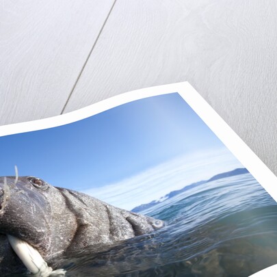 Walrus swimming by Anonymous