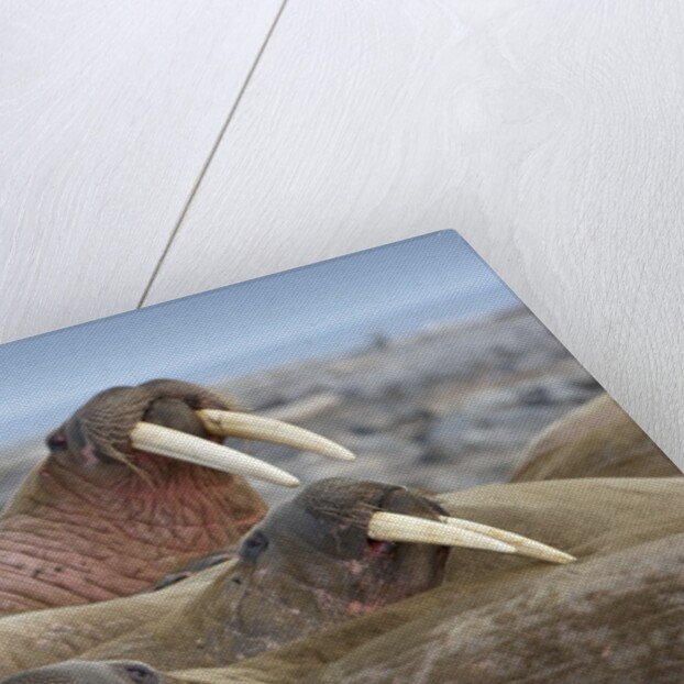 Walrus herd lying on beach by Anonymous