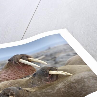 Walrus herd lying on beach by Anonymous