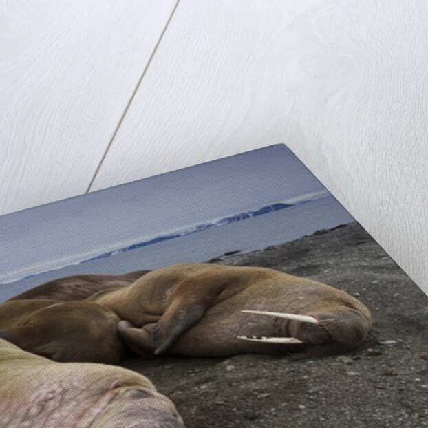 Walrus herd lying on beach by Anonymous