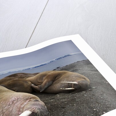 Walrus herd lying on beach by Anonymous