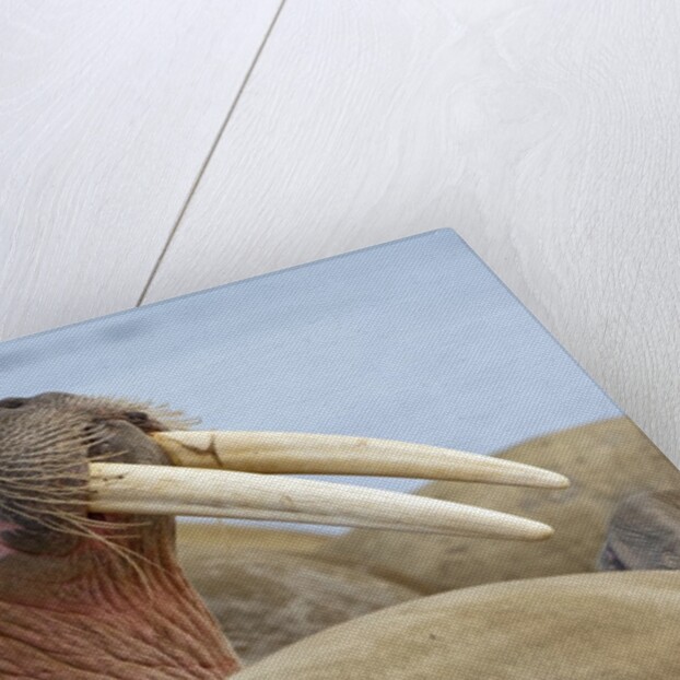 Walrus herd lying on beach by Anonymous