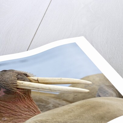 Walrus herd lying on beach by Anonymous